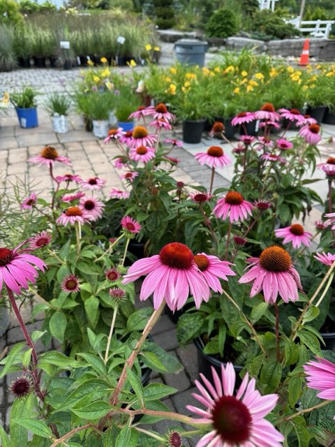 Purple coneflowers in bloom