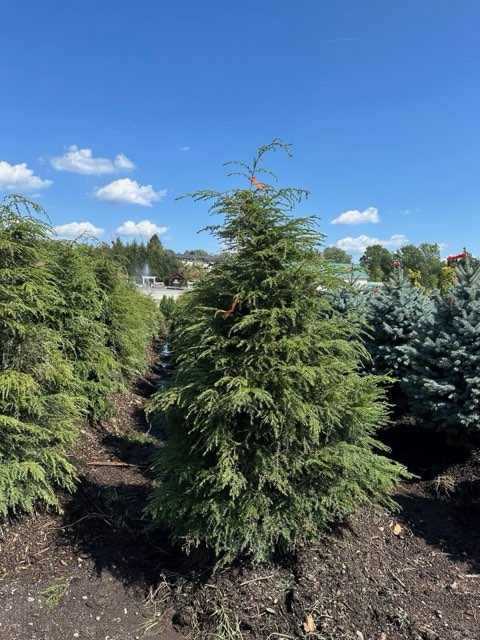 Large specimen spruce at Troy's nursery